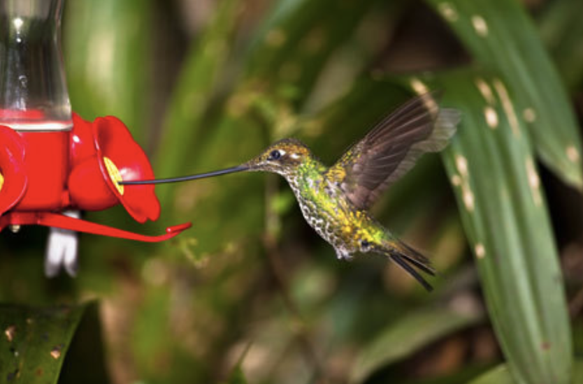 Top 12 Hummingbird Feeders For 2019