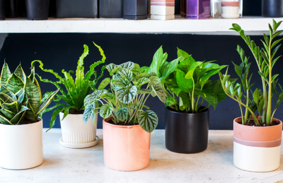 Guide to Choosing Indoor Plants for Your Office