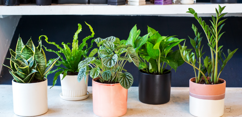 Guide to Choosing Indoor Plants for Your Office