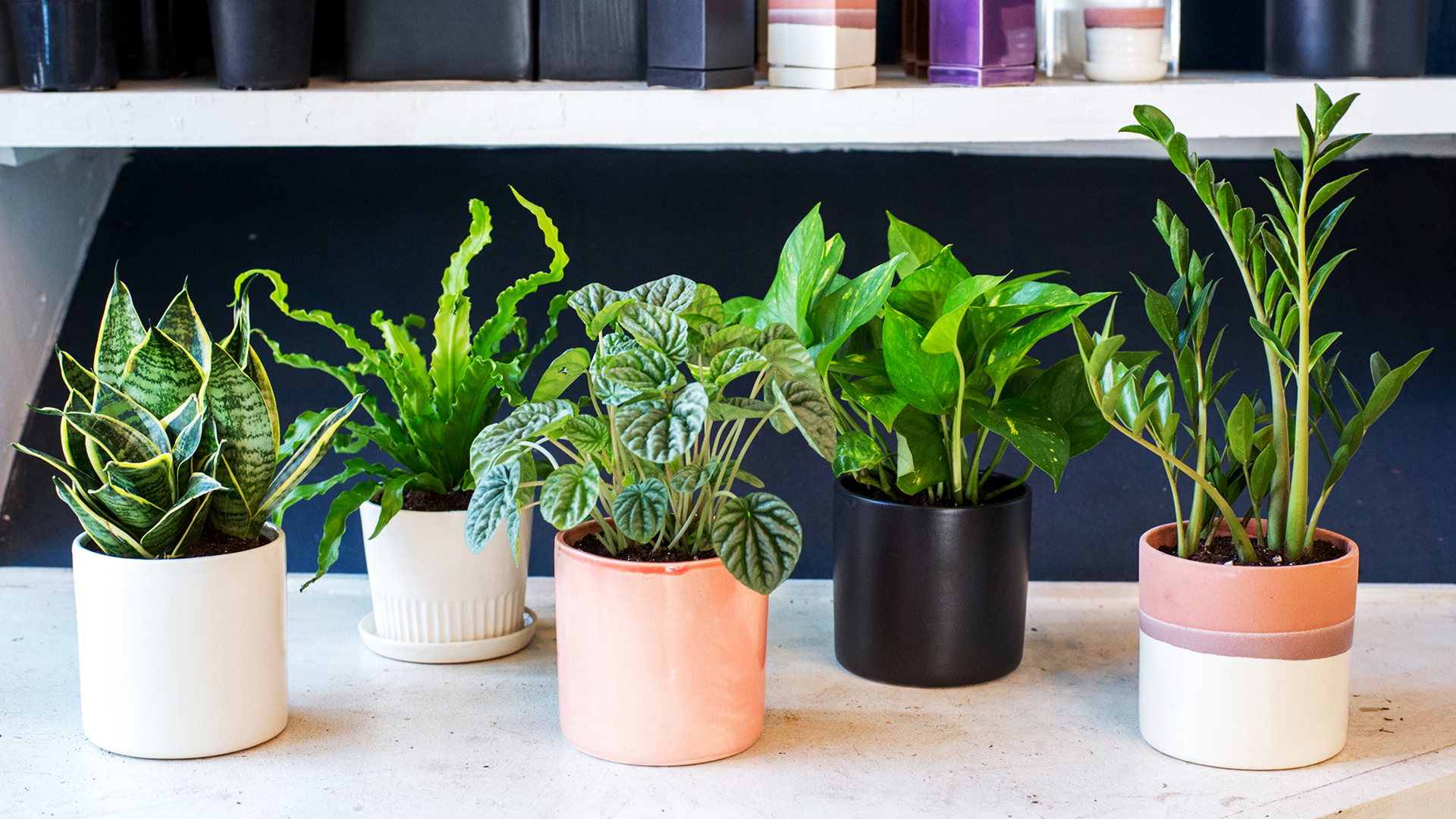 Guide to Choosing Indoor Plants for Your Office